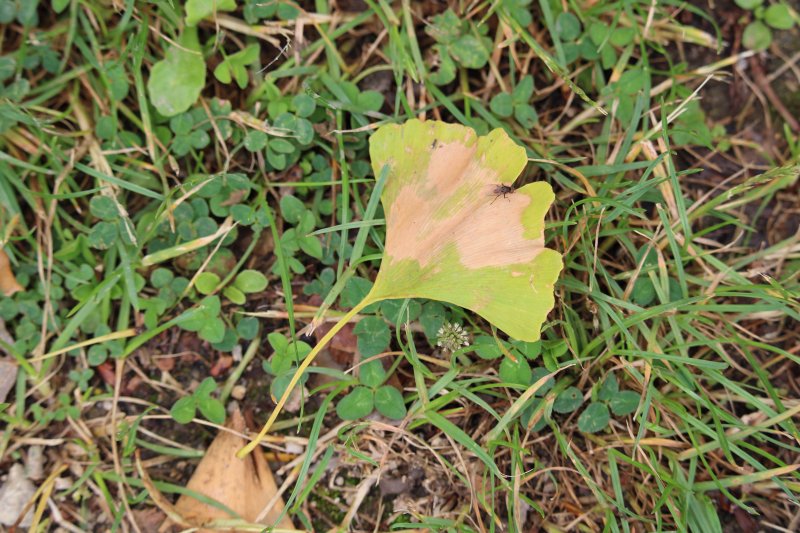 Ginkgo biloba mon arbre préféré pour la forme des feuilles_prise de vue 3. 26 juin 2022 bord du canal derrière résidence du canal. Corentin Costard